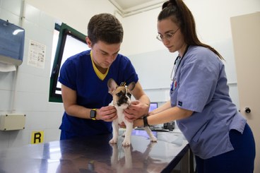 Veterinari al lavoro